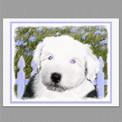 Old english sheepdog - old,