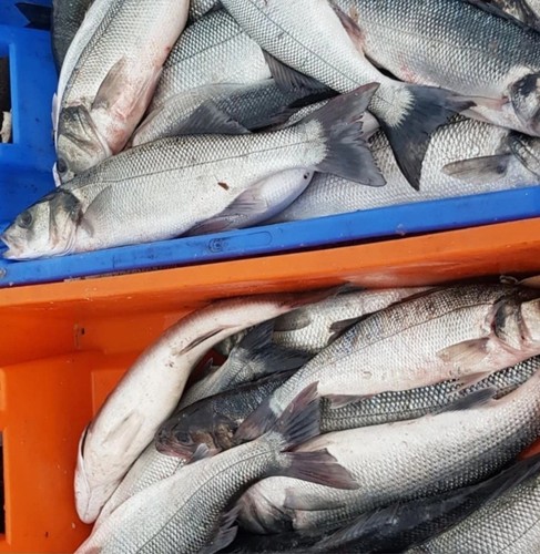 Gill nets super - nets, survival