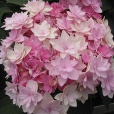 Hydrangea macrophylla