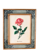 M&S Home Wall Plaque Rosa
