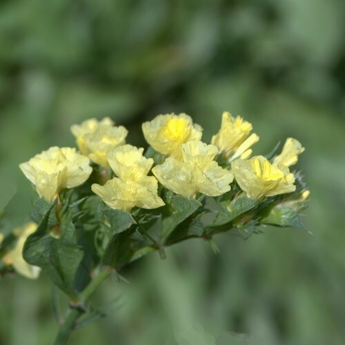 Limonium bonduelli yellow - yellow, /
