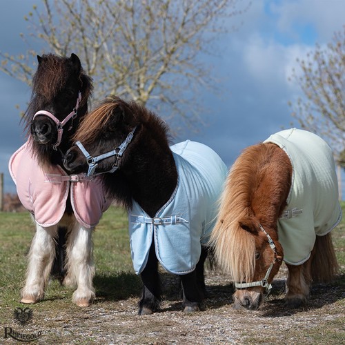 Mini pony shetland - pony, rug