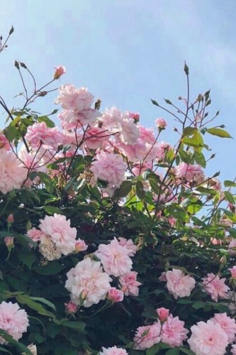 Rosa octavia - rosa, hill