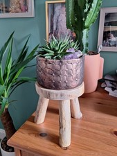 Small Natural Wooden Plant