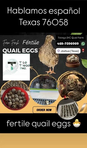 Fertile quail eggs from - fertile, eggs🐣