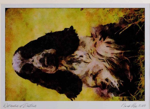 771035 cocker spaniel limited - cocker,
