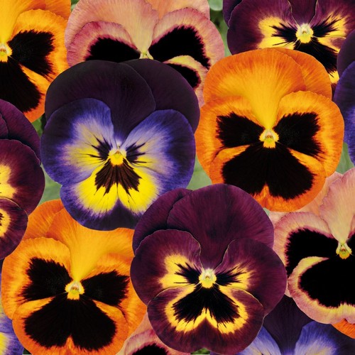 Pansy matrix northern lights - matrix,