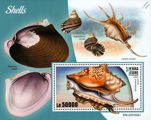 Seashells sea shells - seashells,