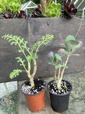2x Pelargonium Carnosum &
