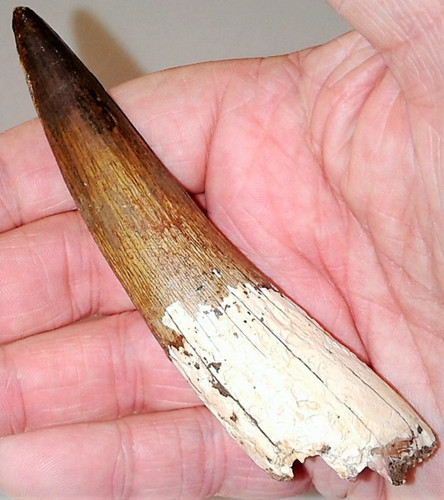 Inch long spinosaurus tooth - 3,