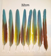 Parrot Macaw Feather Crafts