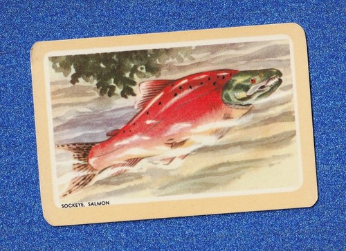 Vintage woolworths fish - vintage,