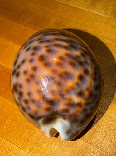 Large tiger cypraea tigris - large,