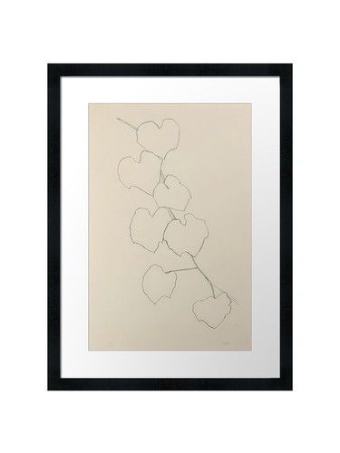Grape leaves 1974 - grape,