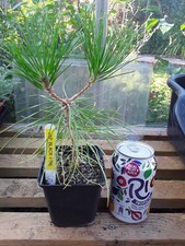Japanese Black Pine Bonsai