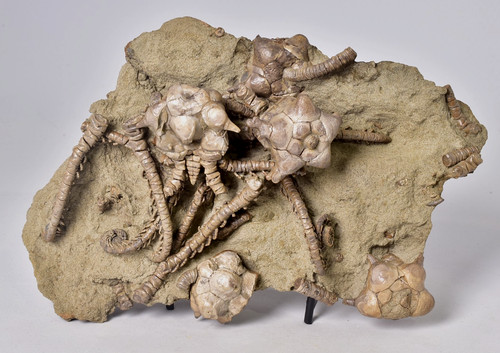 Crinoid fossil jimbacrinus - crinoid,