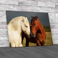 A Pair Of Horses Showing Love Canvas Print Large Picture Wall Art