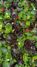 30 x Begonia Sempelflorens