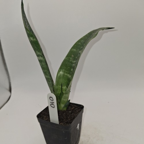 Sansevieria snake plant rooted - snake,