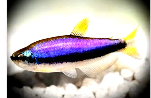 Blue purple emperor tetra - 3,