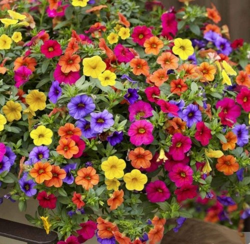 Flower seeds varieties - flower, 80+