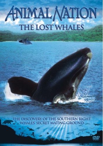 Animal nation lost whales - lost,