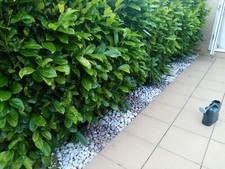 White And grey Decorative Pebbles - 30-40mm - Approx 4sqm