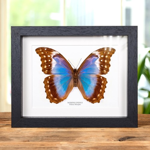 Female giant blue morpho - female,