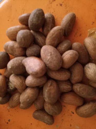 Bitter kola nuts - bitter, nuts.