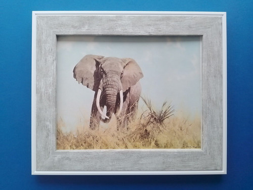 David shepherd print - david,