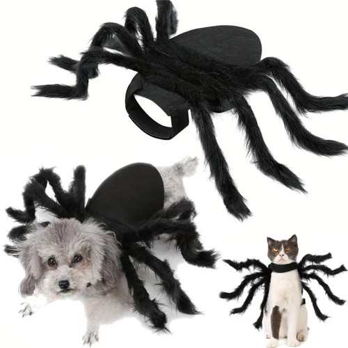 Halloween pet black spider - pet,
