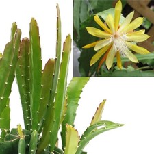Epiphyllum Fruhlings Gold Orchid Cactus House Plant 3x unrooted cuttings 8-10cm