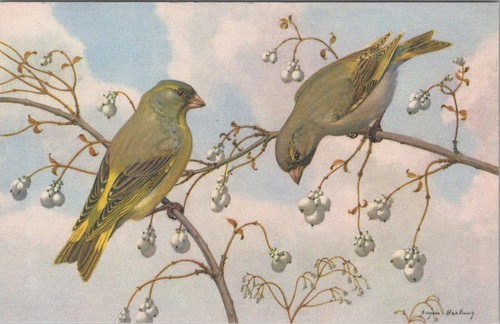 Animals postcard european - animals, postcard:
