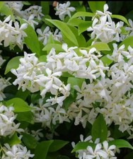 100 Climbing Jasmine Seeds -