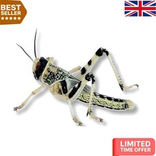 Nutritious Live Locusts for