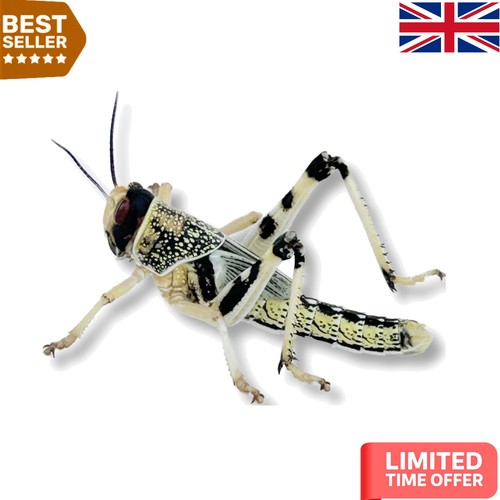 Nutritious live locusts - nutritious,