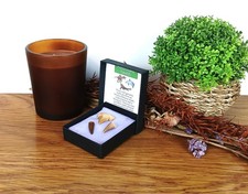100% Genuine Fossil Teeth -