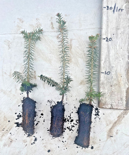 Fraser fir trees abies - fraser,