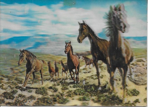 Horses postcard pu1977 - 3d,