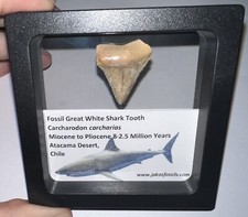 Framed Fossil CHILEAN GREAT