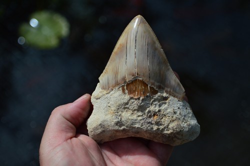 Genuine megalodon shark tooth - genuine,