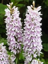 Dactylorhiza Fuchsii (Common Spotted Orchid) Native Wildflower Meadow Plant
