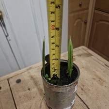 Medjool Date Palm Tree x2