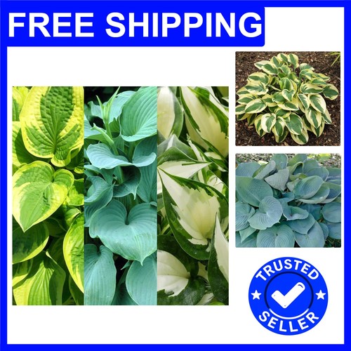 Piece mixed hosta plant set - 3-piece,
