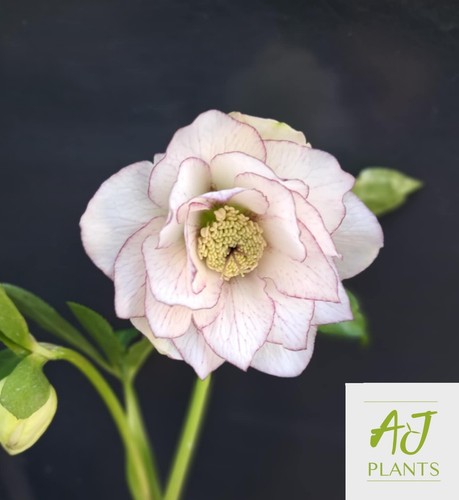 Helleborus orientalis double - helleborus,