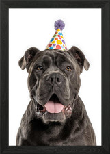 Cane Corso Dog with Party Hat