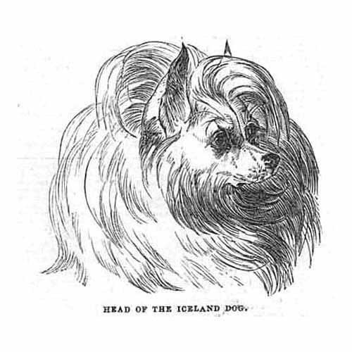 Head the iceland - head, of
