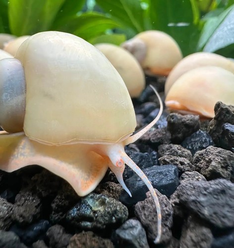 Ivory mystery snails - 10,