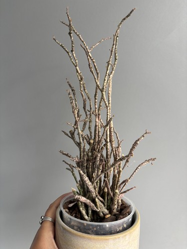Euphorbia platyclada dead - euphorbia, 'dead