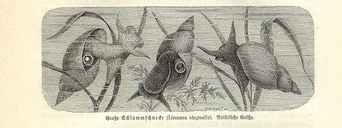 Antique print tin - print,